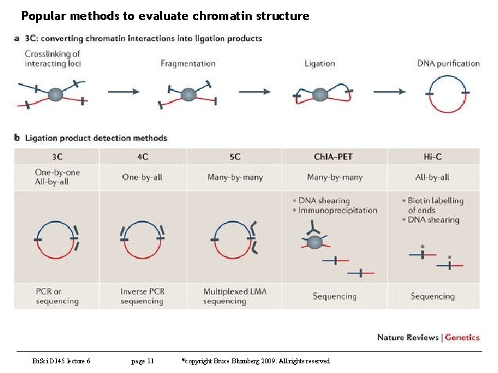 Popular methods to evaluate chromatin structure Bi. Sci D 145 lecture 6 page 11