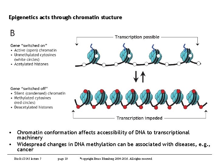 Epigenetics acts through chromatin stucture • Chromatin conformation affects accessibility of DNA to transcriptional