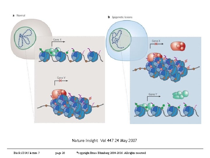 Nature Insight Vol 447 24 May 2007 Bio. Sci D 145 lecture 7 page
