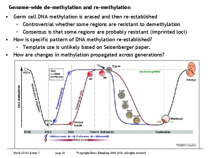 Genome-wide de-methylation and re-methylation • Germ cell DNA methylation is erased and then re-established