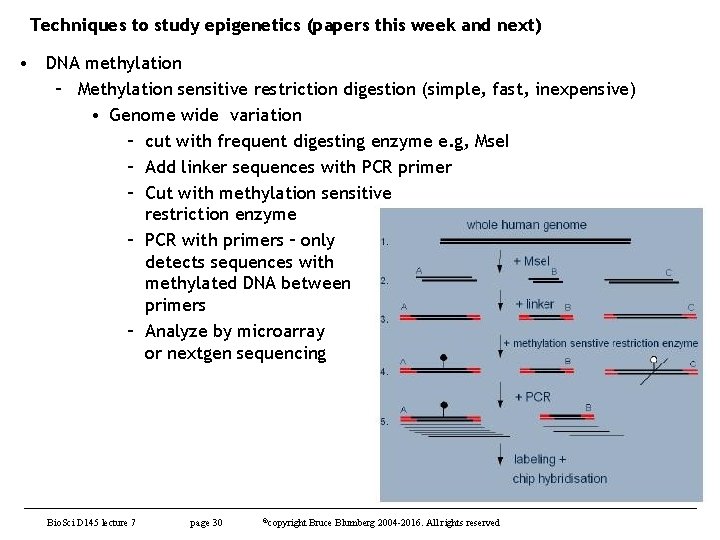 Techniques to study epigenetics (papers this week and next) • DNA methylation – Methylation