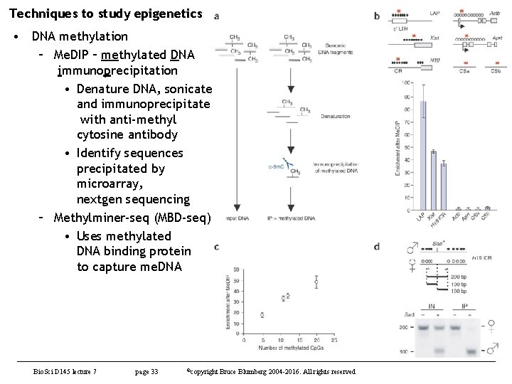 Techniques to study epigenetics • DNA methylation – Me. DIP – methylated DNA immunoprecipitation