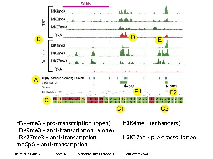 H 3 K 4 me 3 – pro-transcription (open) H 3 K 9 me