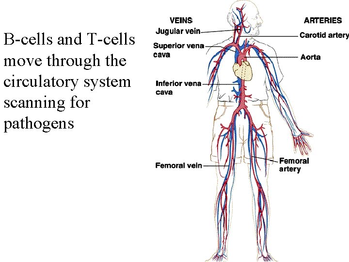 B-cells and T-cells move through the circulatory system scanning for pathogens 