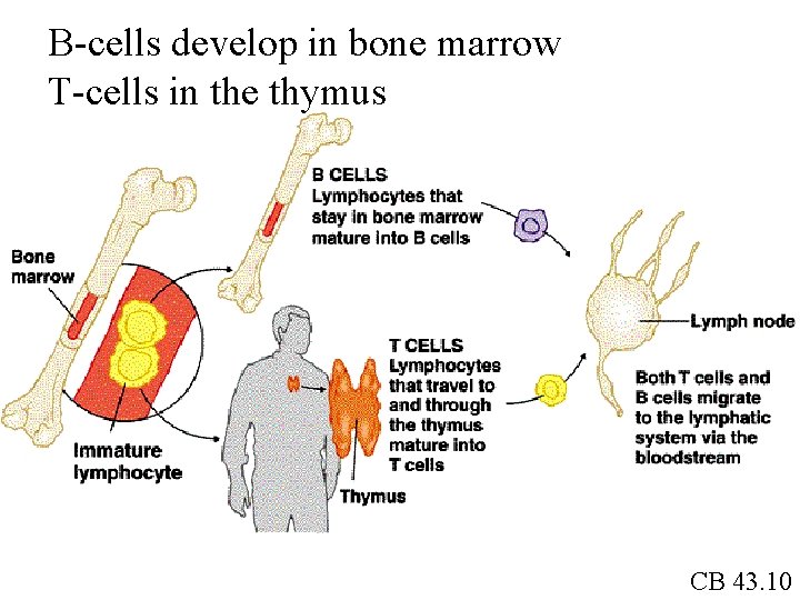 B-cells develop in bone marrow T-cells in the thymus CB 43. 10 