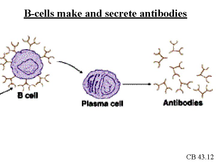 B-cells make and secrete antibodies CB 43. 12 
