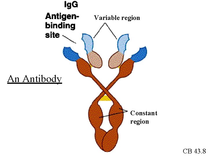 Variable region An Antibody Constant region CB 43. 8 