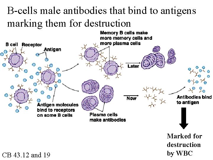 B-cells male antibodies that bind to antigens marking them for destruction CB 43. 12