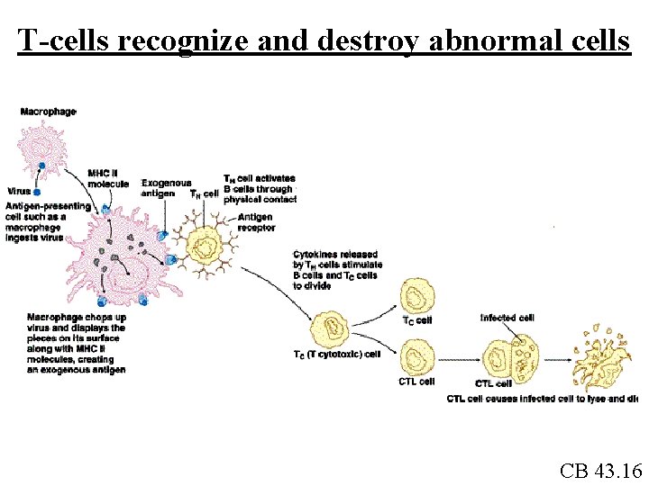 T-cells recognize and destroy abnormal cells CB 43. 16 