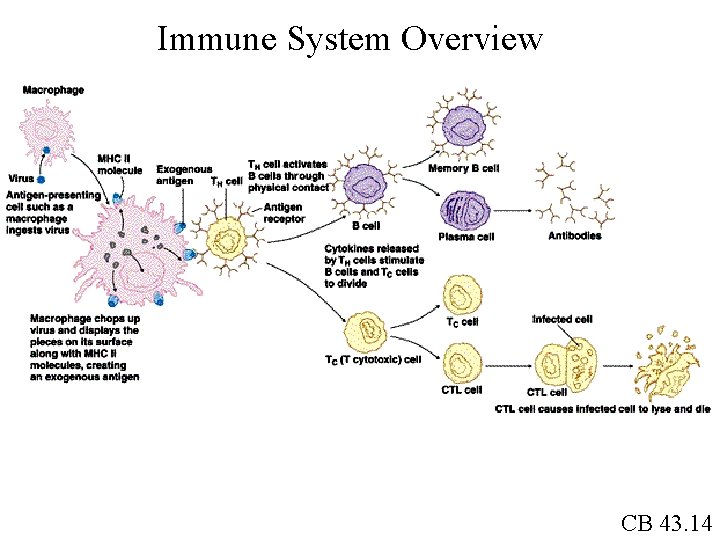 Immune System Overview CB 43. 14 