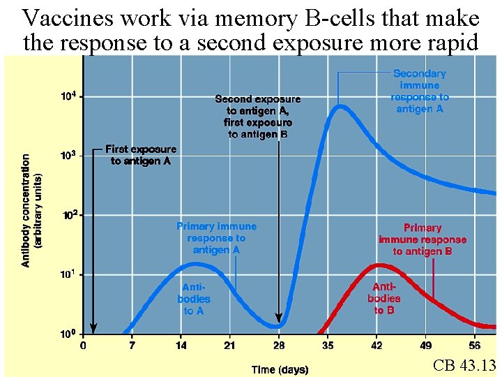 Vaccines work via memory B-cells that make the response to a second exposure more