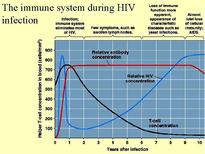 The immune system during HIV infection 