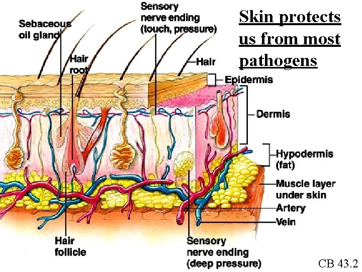 Skin protects us from most pathogens CB 43. 2 