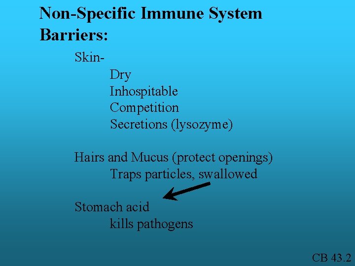 Non-Specific Immune System Barriers: Skin. Dry Inhospitable Competition Secretions (lysozyme) Hairs and Mucus (protect