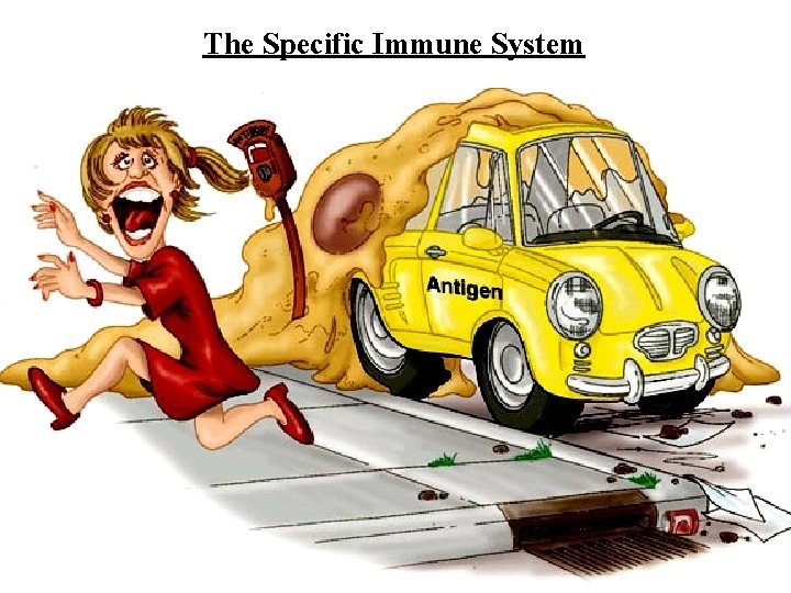 The Specific Immune System 