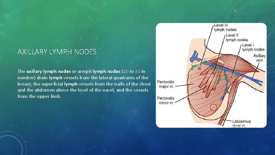AXILLARY LYMPH NODES The axillary lymph nodes or armpit lymph nodes (20 to 30