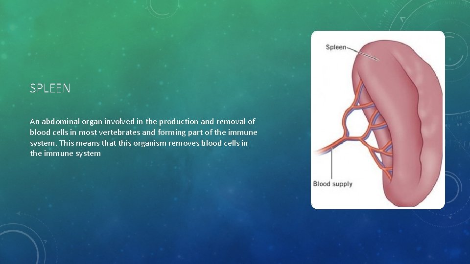 SPLEEN An abdominal organ involved in the production and removal of blood cells in