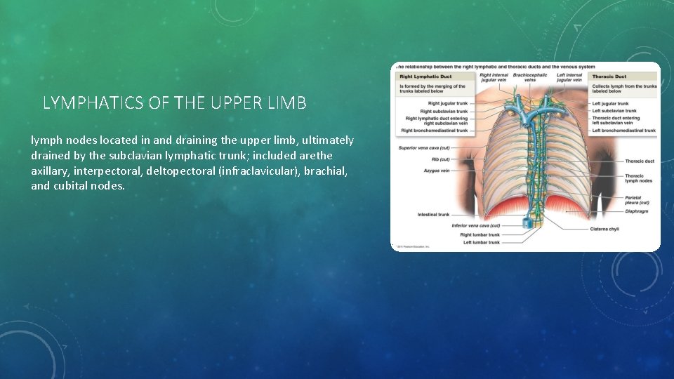 LYMPHATICS OF THE UPPER LIMB lymph nodes located in and draining the upper limb,
