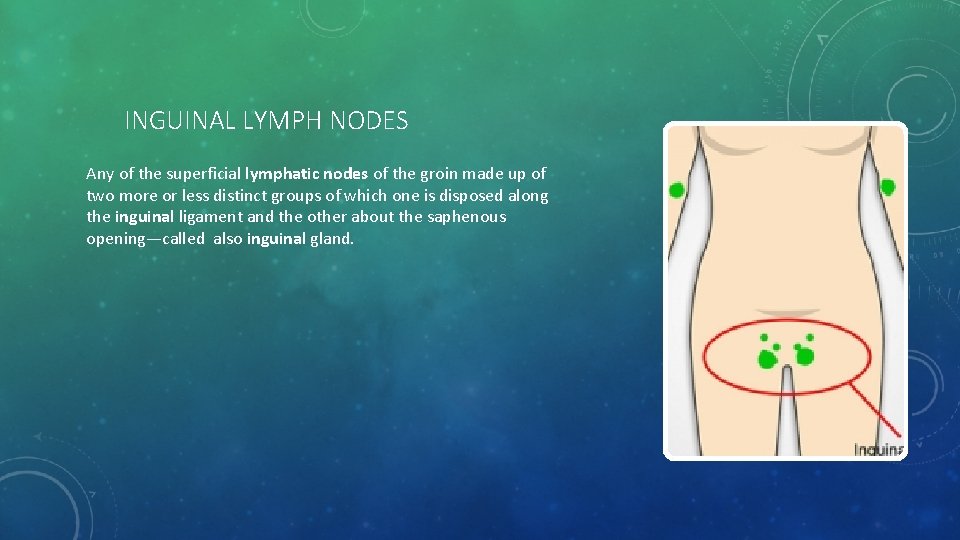 INGUINAL LYMPH NODES Any of the superficial lymphatic nodes of the groin made up