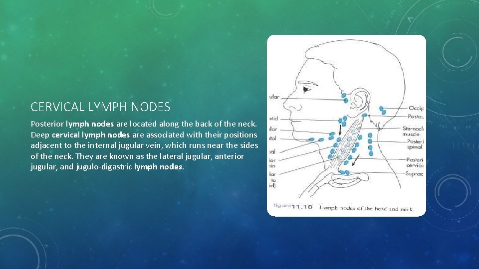 CERVICAL LYMPH NODES Posterior lymph nodes are located along the back of the neck.