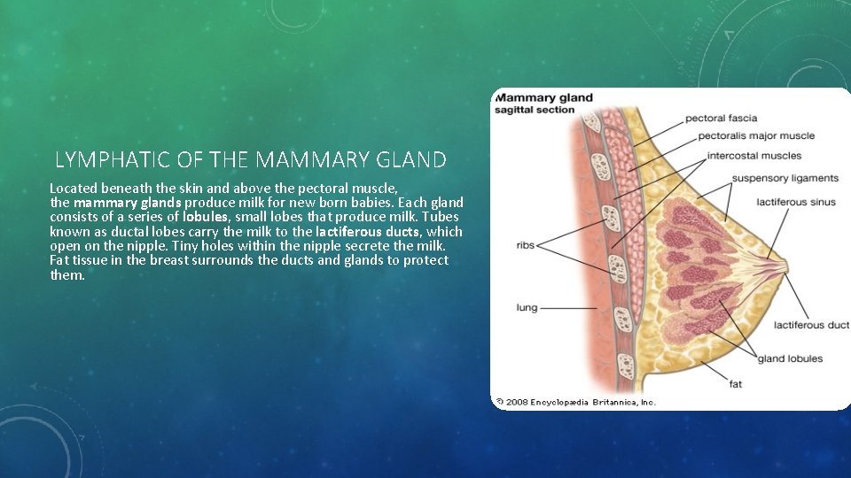 LYMPHATIC OF THE MAMMARY GLAND Located beneath the skin and above the pectoral muscle,