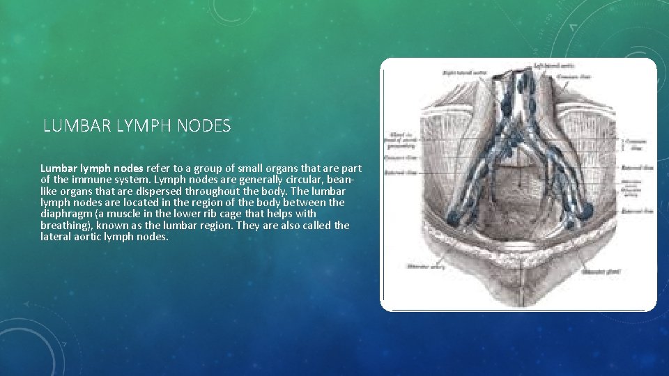 LUMBAR LYMPH NODES Lumbar lymph nodes refer to a group of small organs that