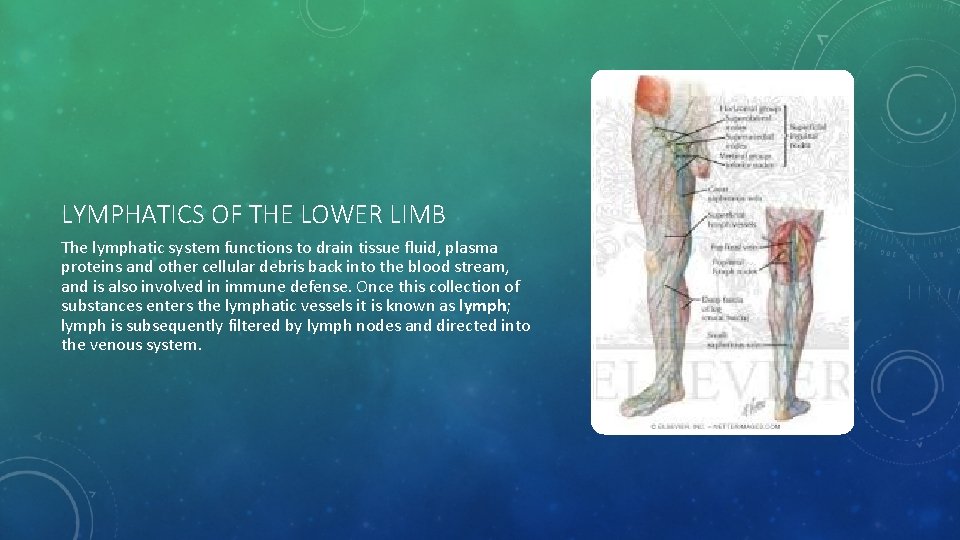 LYMPHATICS OF THE LOWER LIMB The lymphatic system functions to drain tissue fluid, plasma