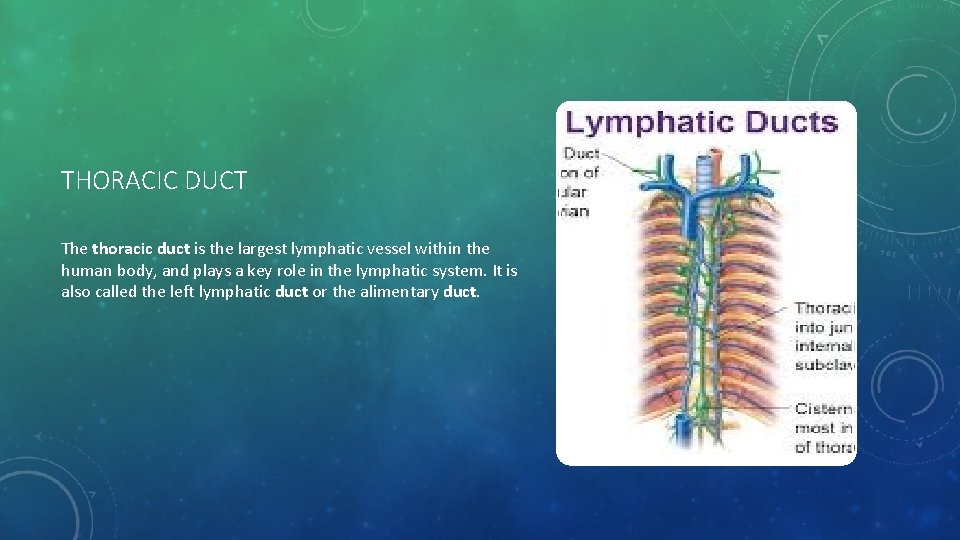 THORACIC DUCT The thoracic duct is the largest lymphatic vessel within the human body,