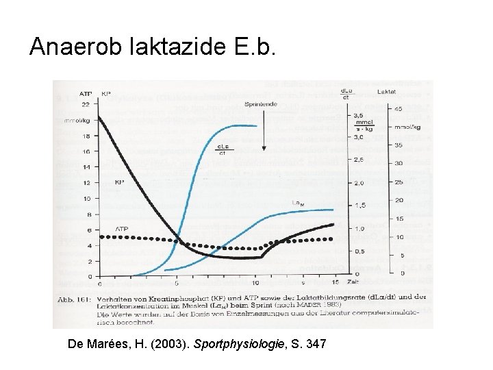 Anaerob laktazide E. b. De Marées, H. (2003). Sportphysiologie, S. 347 