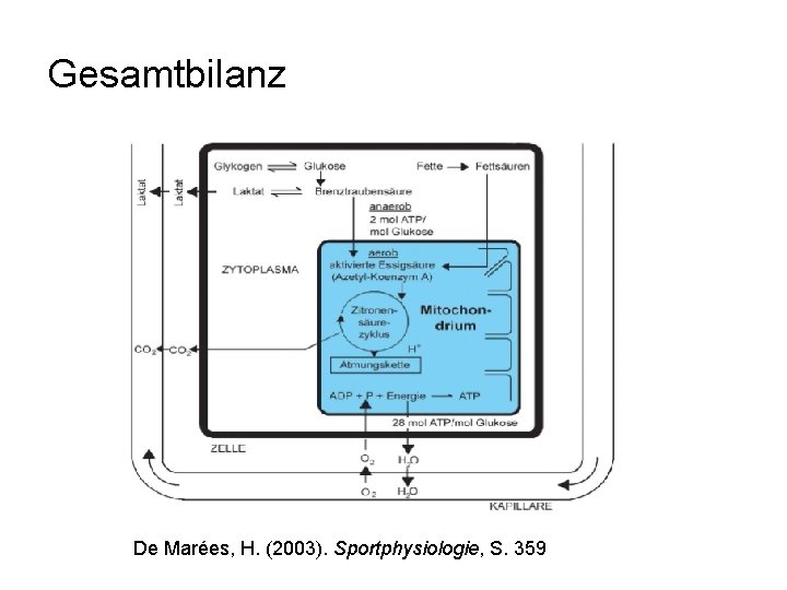 Gesamtbilanz De Marées, H. (2003). Sportphysiologie, S. 359 