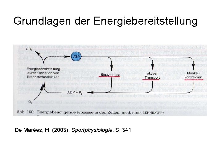 Grundlagen der Energiebereitstellung De Marées, H. (2003). Sportphysiologie, S. 341 
