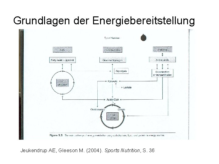 Grundlagen der Energiebereitstellung Jeukendrup AE, Gleeson M. (2004). Sports Nutrition, S. 36 