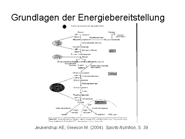 Grundlagen der Energiebereitstellung Jeukendrup AE, Gleeson M. (2004). Sports Nutrition, S. 39 