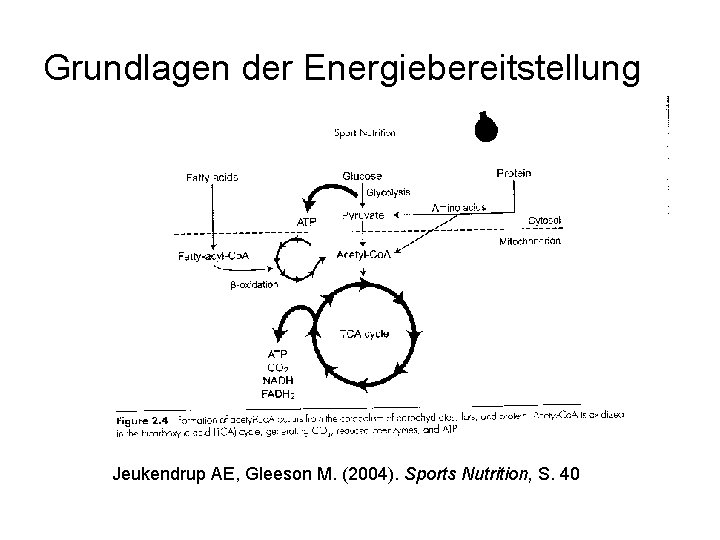 Grundlagen der Energiebereitstellung Jeukendrup AE, Gleeson M. (2004). Sports Nutrition, S. 40 