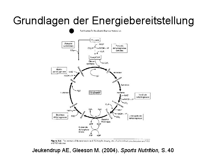 Grundlagen der Energiebereitstellung Jeukendrup AE, Gleeson M. (2004). Sports Nutrition, S. 40 