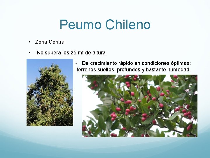 Peumo Chileno • Zona Central • No supera los 25 mt de altura •