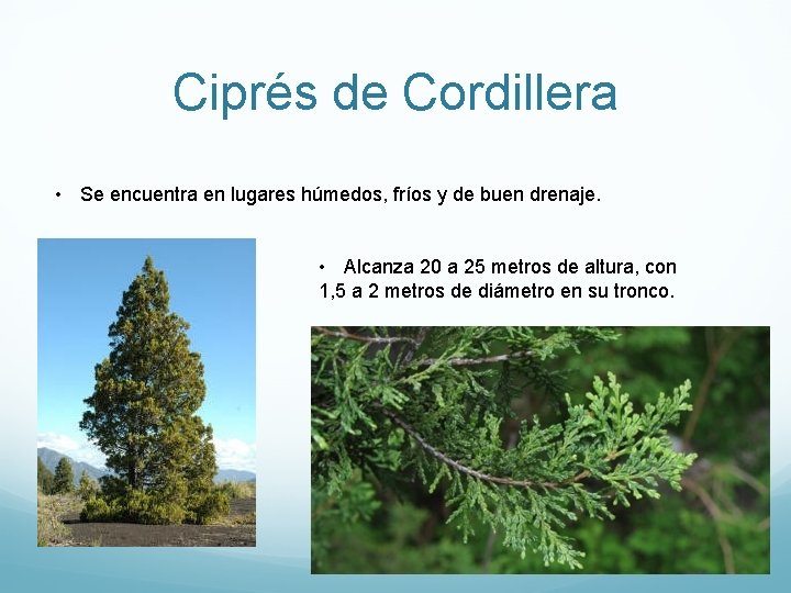 Ciprés de Cordillera • Se encuentra en lugares húmedos, fríos y de buen drenaje.