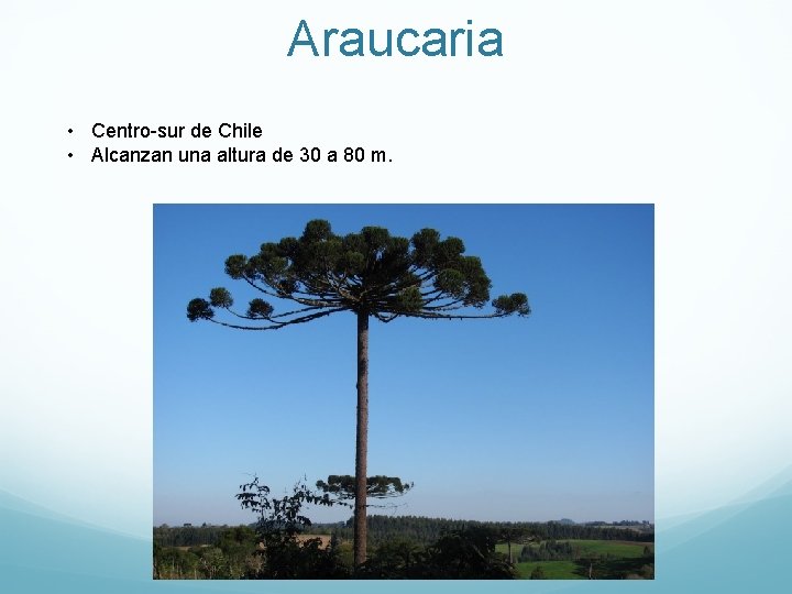 Araucaria • Centro-sur de Chile • Alcanzan una altura de 30 a 80 m.