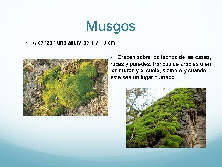 Musgos • Alcanzan una altura de 1 a 10 cm • Crecen sobre los