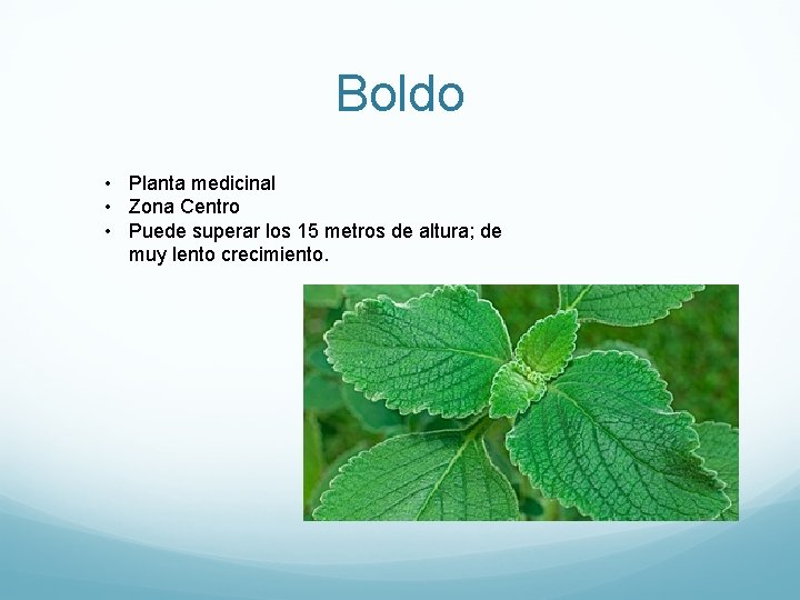 Boldo • Planta medicinal • Zona Centro • Puede superar los 15 metros de