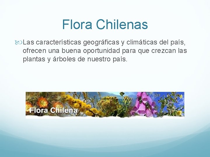 Flora Chilenas Las características geográficas y climáticas del país, ofrecen una buena oportunidad para