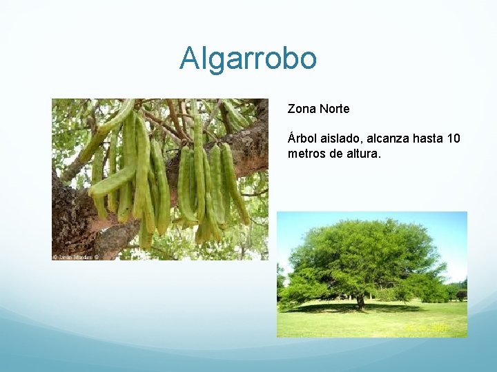 Algarrobo Zona Norte Árbol aislado, alcanza hasta 10 metros de altura. 