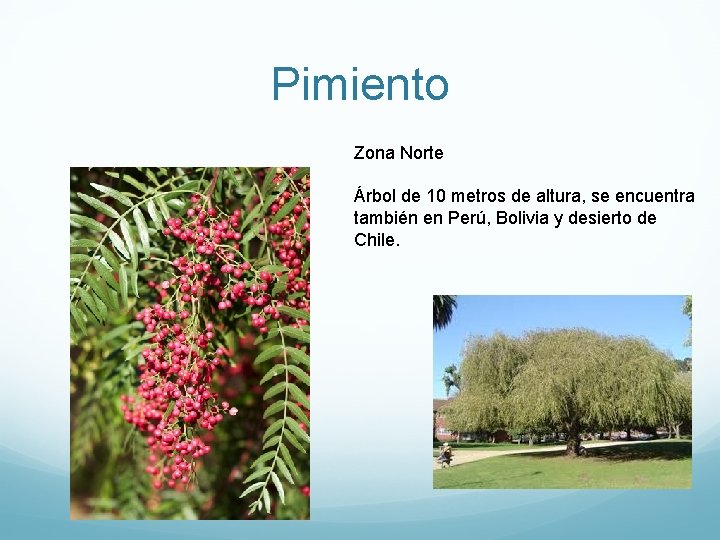 Pimiento Zona Norte Árbol de 10 metros de altura, se encuentra también en Perú,