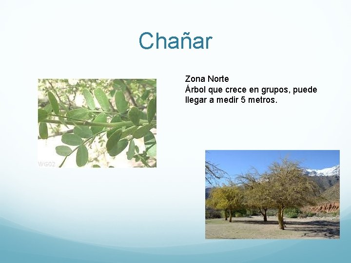 Chañar Zona Norte Árbol que crece en grupos, puede llegar a medir 5 metros.