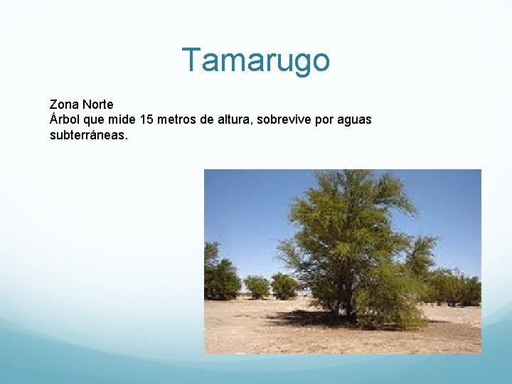 Tamarugo Zona Norte Árbol que mide 15 metros de altura, sobrevive por aguas subterráneas.