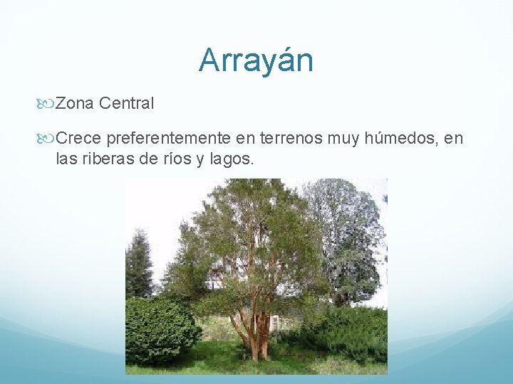 Arrayán Zona Central Crece preferentemente en terrenos muy húmedos, en las riberas de ríos