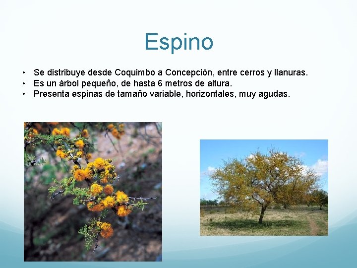 Espino • Se distribuye desde Coquimbo a Concepción, entre cerros y llanuras. • Es