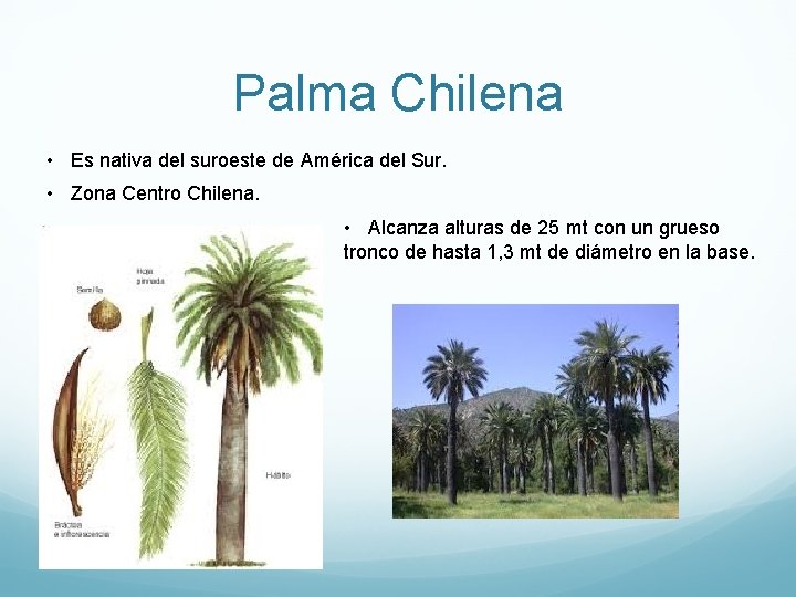 Palma Chilena • Es nativa del suroeste de América del Sur. • Zona Centro