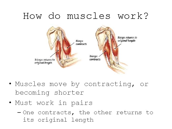 How do muscles work? • Muscles move by contracting, or becoming shorter • Must How do muscles work? • Muscles move by contracting, or becoming shorter • Must