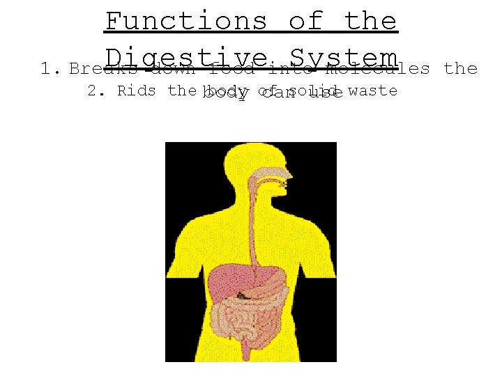 Functions of the Digestive System 1. Breaks down food into molecules 2. Rids the Functions of the Digestive System 1. Breaks down food into molecules 2. Rids the